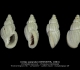 GA212-04 Unitas separata