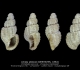 GA212-05 Unitas delecta
