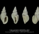GA212-17 Unitas spectabilis