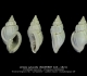 GA212-18 Unitas suturalis