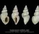 GA212bis-1 Sveltella biplicata