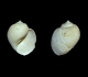 Globularia berthelini - Grignon 60 mm