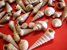 Fossiles caractéristiques de La Chapelle/Plailly en Serval (60) - Potamides tricarinatum, Batillaria pleurotomoïdes, Ampullina parisiensis, Potamides cordieri, Pugilina subcarinata, Cantharus polygona - Photo Maryse Legal (2001)