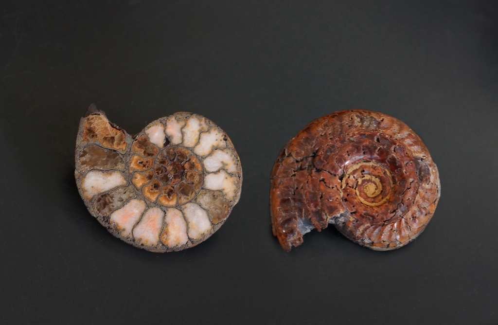 Ammonite bifrons sciée - Aveyron