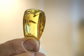Ambre de la Baltique avec inclusion d'insecte