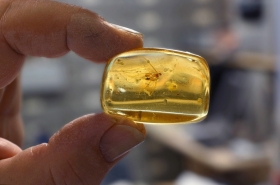 Ambre de la Baltique avec inclusion d'insecte