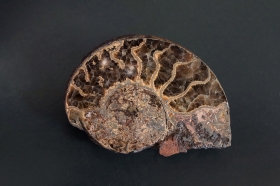 Ammonite sciée et polie - Aveyron