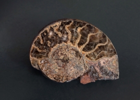 Ammonite sciée et polie - Aveyron