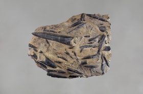 Rostres de bélemnites - Lauras,AC Aveyron