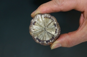 Marcassite, pyrite de fer - Cap Blanc Nez