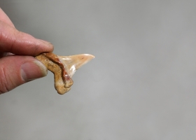 Dent de requin , Tortonien marin env -13MA - Luberon