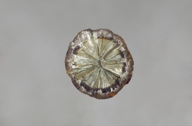 Marcassite, pyrite de fer - Cap Blanc Nez