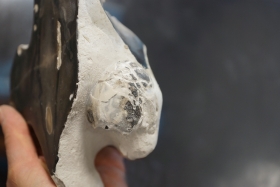 Rognon de silex avec oursin (conulus)