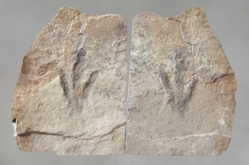Empreinte et contre-empreinte de dinosaure Grallator - Aveyron Sauclières