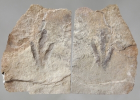 Empreinte et contre-empreinte de dinosaure Grallator - Aveyron Sauclières