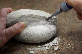 Dégagement d'une ammonite au percuteur