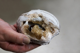Bivalve avec calcite- USA