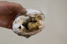 Bivalve avec calcite- USA