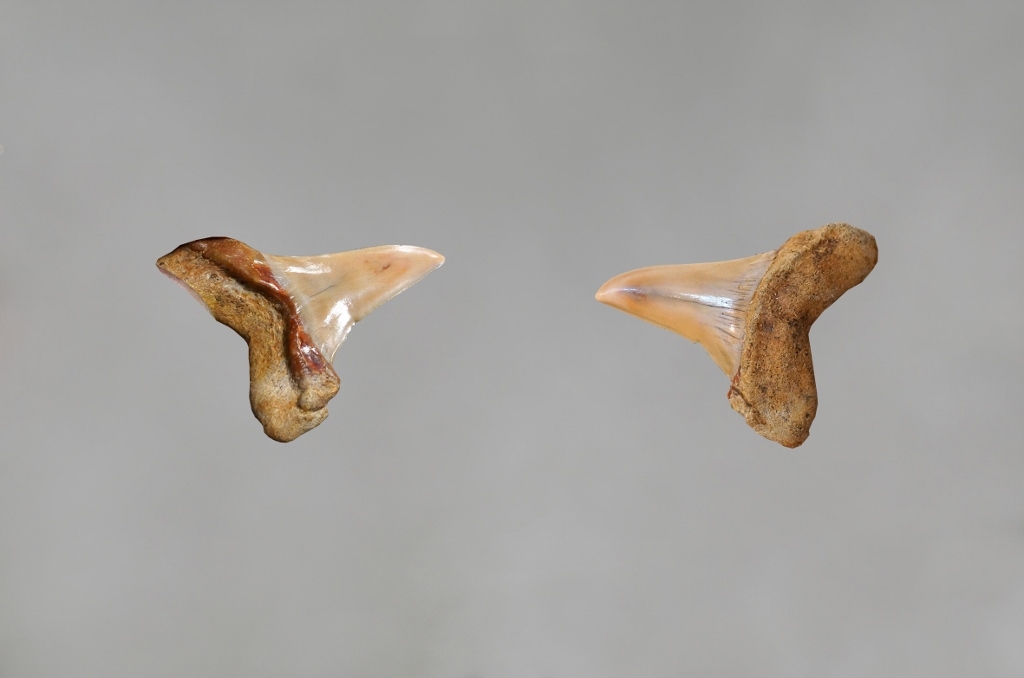 Dents de requin , Tortonien marin env -13MA - Luberon
