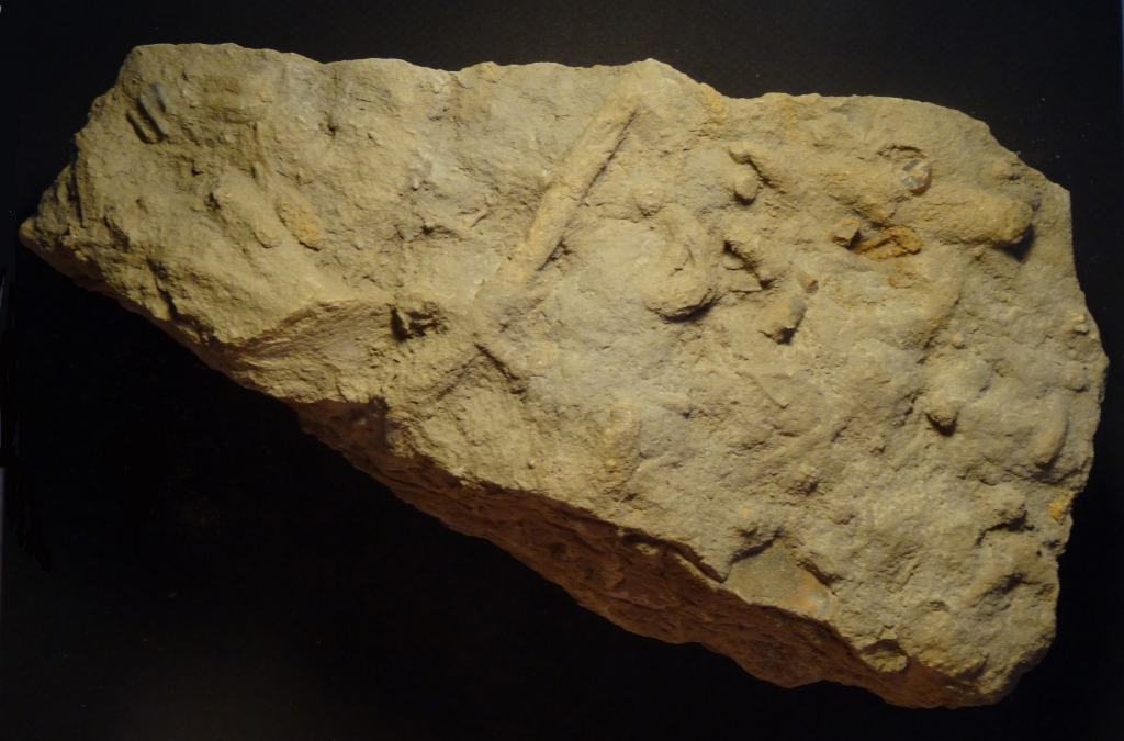 Bioturbations dans l'Aalénien - Photo Aude