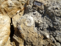 Ammonite et bélemnites dans l'Aalénien - Photo Aude