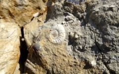 Ammonite et bélemnites dans l'Aalénien - Photo Aude