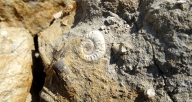 Ammonite et bélemnites dans l'Aalénien - Photo Aude