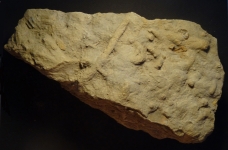 Bioturbations dans l'Aalénien - Photo Aude
