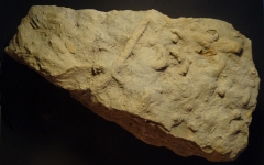 Bioturbations dans l'Aalénien - Photo Aude