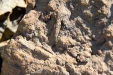 Bioturbations in situ - Photo Aude
