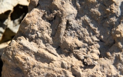 Bioturbations in situ - Photo Aude