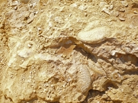 Plateau de Leioceras. Photo Christian R.