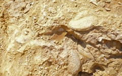 Plateau de Leioceras. Photo Christian R.