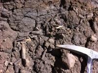 Thanatocénose de bélemnites - Photo JD
