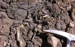 Thanatocénose de bélemnites - Photo JD