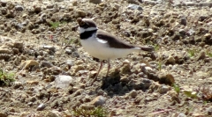 Petit gravelot, charadrius dubius - Photo Aude