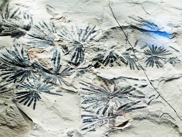 Museum Autun - Annularia stellata