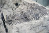 Museum Autun - Calamites sp