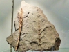 Museum Autun - Calamites sp