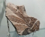 Museum Autun - Callipteridium gigas