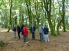 Sous-bois de hêtres qui couvre le sommet du Mont Beuvray