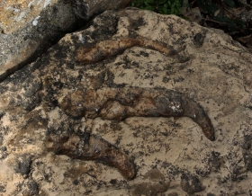Empreinte de dinosaure (Grallator ?)
