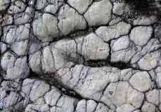06-19 Saint Léons, site (BA2) à empreintes de dinosaures, Grallator minusculus, Hettangien.