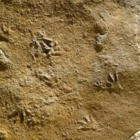 09-08 Paléontologie: Traces de petits reptiles protocrocodiliens, Batrachopusdeweyi, Lotharingien (Sinémurien sup.), Sauclières Photo Site du Musée de Millau