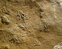 09-08 Paléontologie: Traces de petits reptiles protocrocodiliens, Batrachopusdeweyi, Lotharingien (Sinémurien sup.), Sauclières Photo Site du Musée de Millau