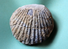 09-09 Pseudopectenaequivalvis Domérien d : 12cm
