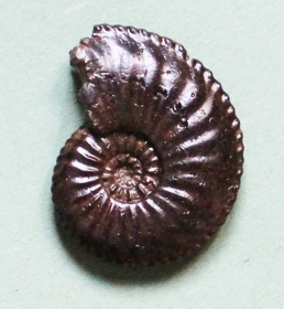 09-10 Amaltheusmargaritatus, Domérien d : 4cm