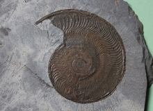 09-13 Harpoceras falciferum Toarcien inférieur d : 9cm