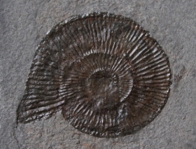 09-14 Dactylioceras sp. Toarcien inférieur D : 4,5cm