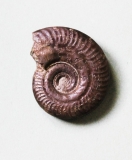 09-16 Hildoceras bifrons - Toarcien moyen d : 4,5cm